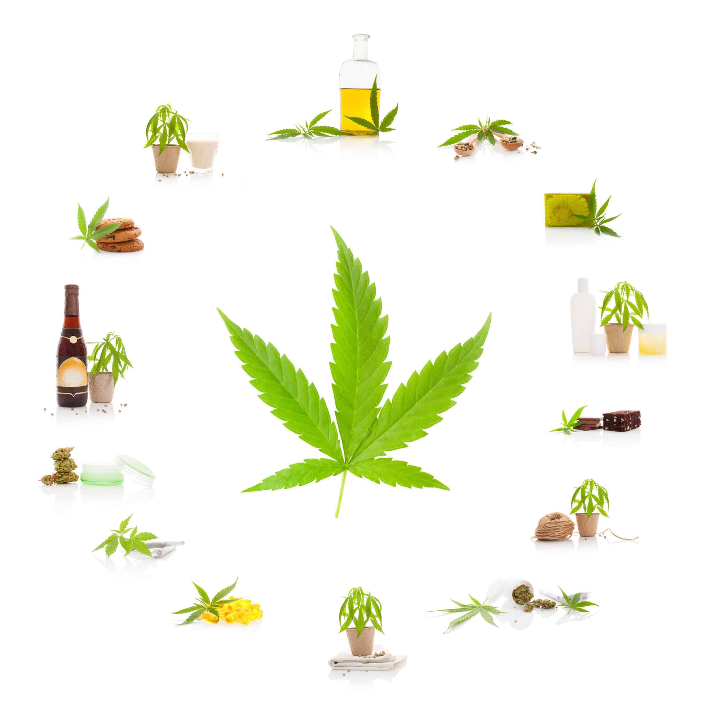 Full Spectrum of Cannabis flower oil and hemp