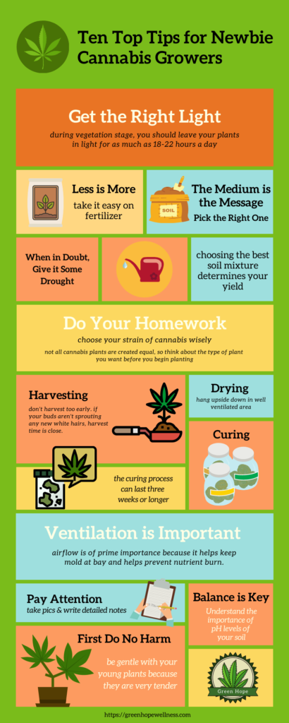 full infographic breakdown of top 10 growing tips for cannabis