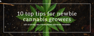 marijuana background banner tips for growing cannabis