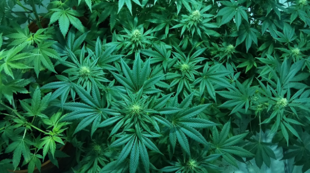Image of a crop of cannabis plants used for medical marijuana