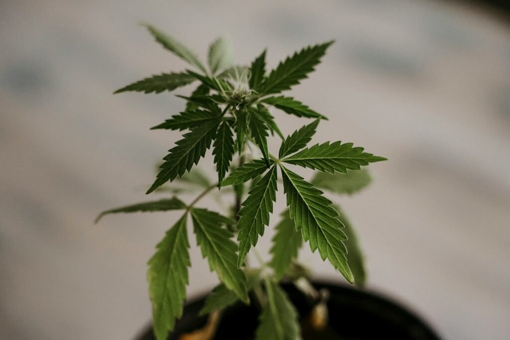 Medical Marijuana Grow