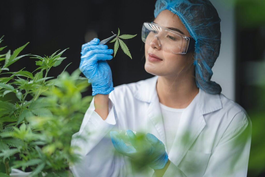 medical marijuana