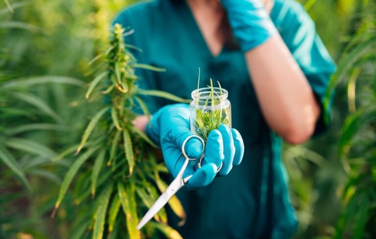 medical cannabis harvest