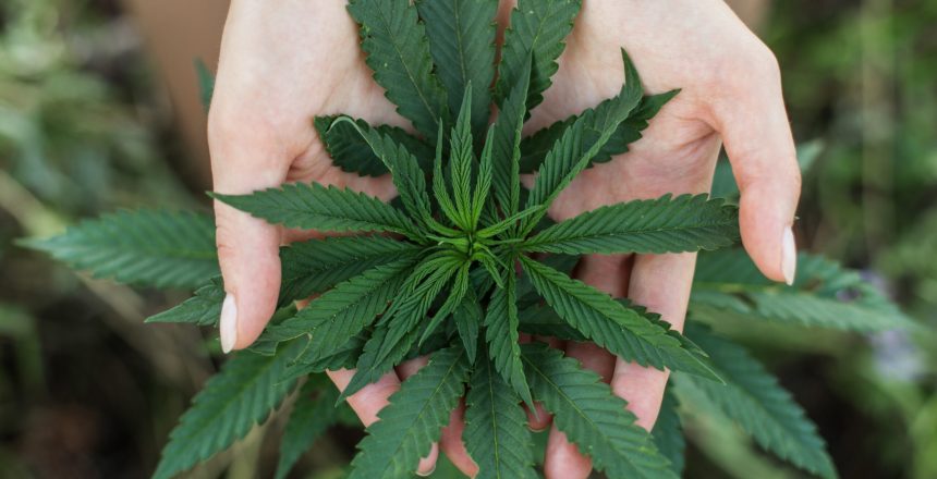 woman's hands holding leafs of medicine marijuana