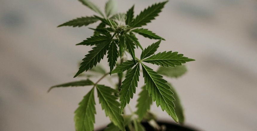 Medical Marijuana Grow
