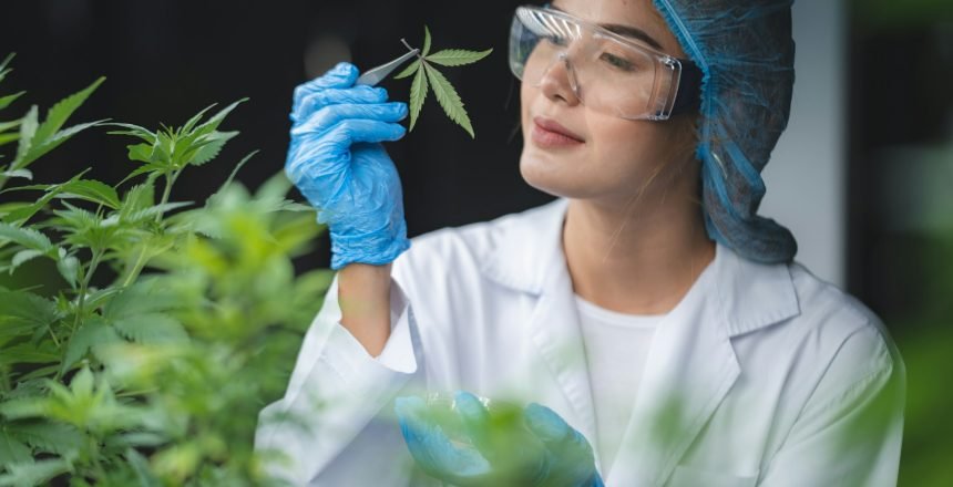 medical marijuana