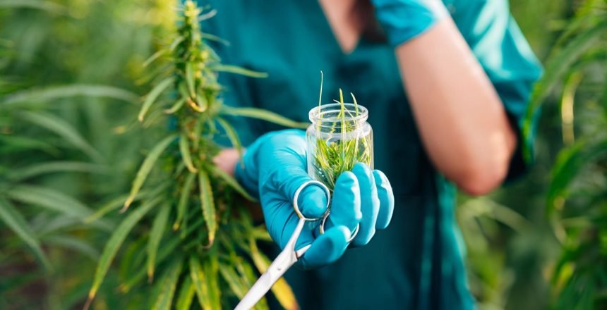 medical cannabis harvest