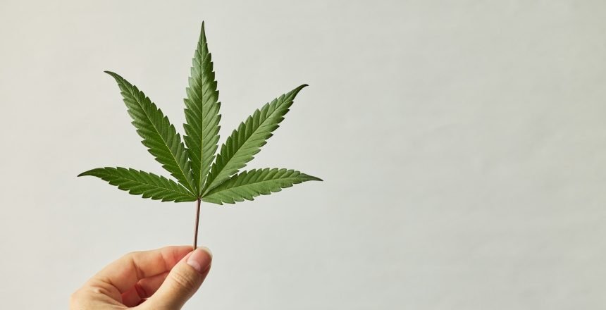 Marijuana Evaluation